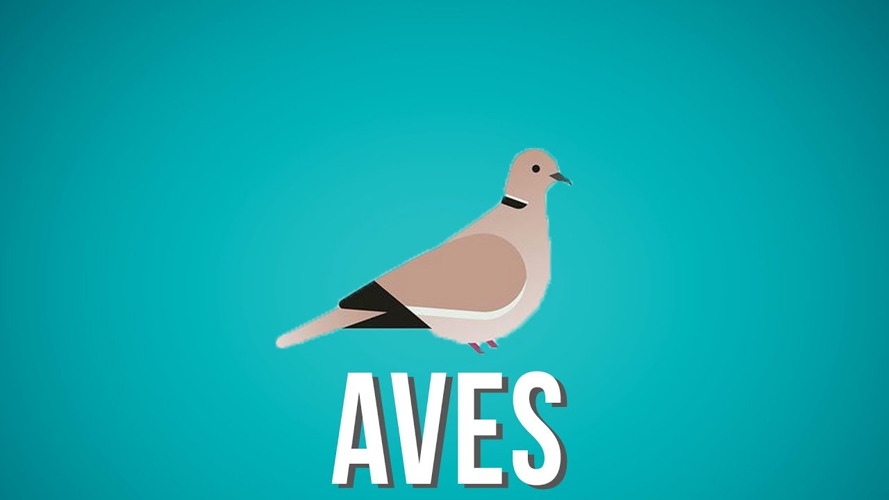 XIPA6 - AVES