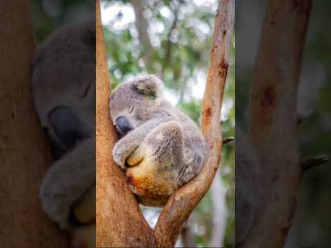 #Atishay unique #alas #mazyashineatbolaychhmm #animal #lazy #funny #ghadatayteghadude