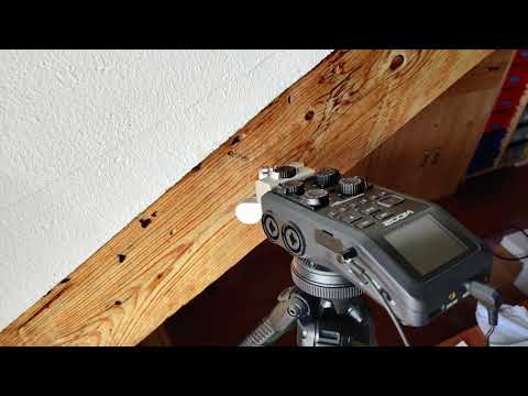 The sound of Woodworms