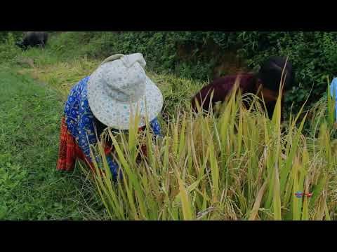 TOJ SIAB HMOOB KEV KHWV IAB KHWV DAWS# 209, 10/2020