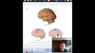 Intro to brain 4 regions