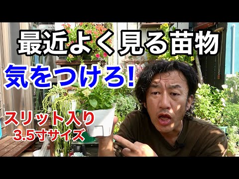 ベランダのつる性植物はどれ？成長が早く、メンテナンスの手間がかからない5つの開花種  庭園