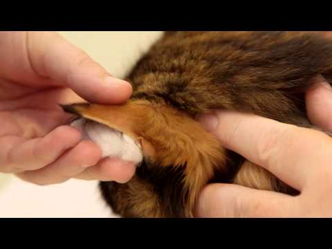 Home blood glucose testing for your cat