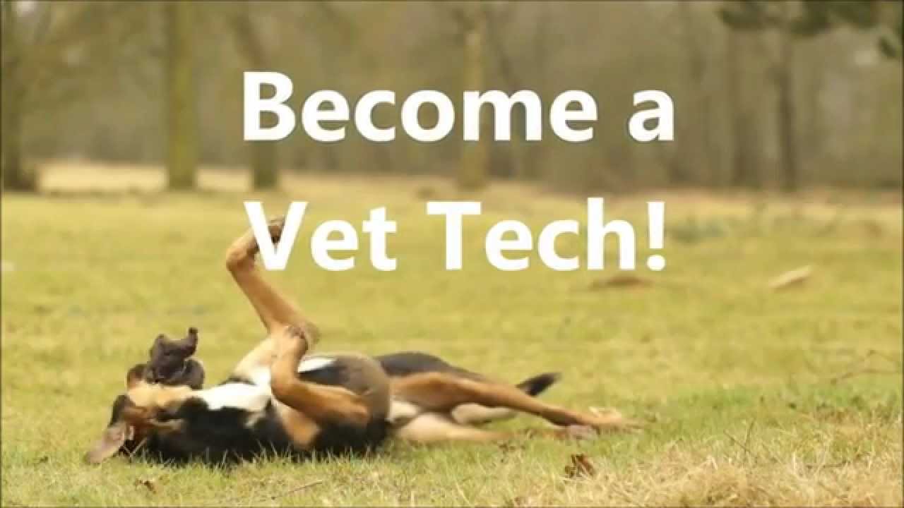 Vet Tech Career Guide: What Does a Vet Tech Do?