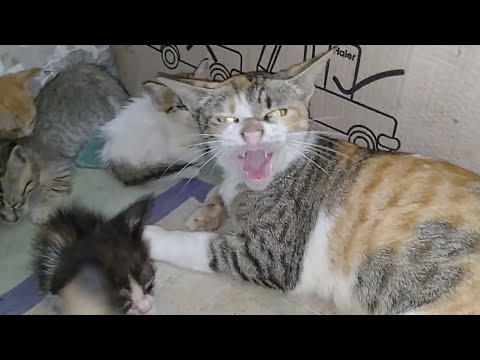 Abandoned Kitten Begging Mother Cat To Adopt Him || Kitten Is Not Ready To Leave Them ||
