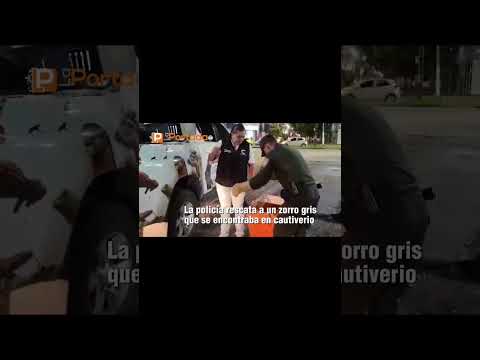 #Sostenibilidad || 🟠 La  policía rescata a un zorro gris que se encontraba en cautiverio