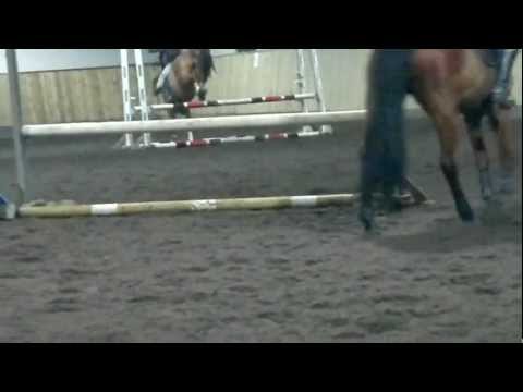 Ponni kat 2 til salgs sprang og dressur