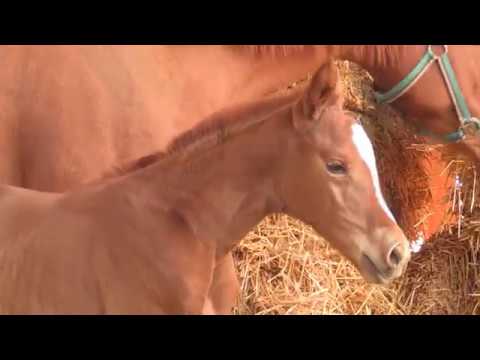 Goldferder von Mount Etna xx ad. GibGin von Heldenberg. geb, März 2019