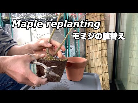 イロハモミジを地植えや鉢に植える時期と方法は？ビデオによる説明  庭園