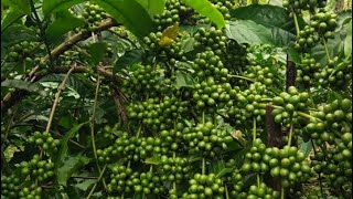 Download lagu Kebun Master Mitriadi lebat sekali  mp3