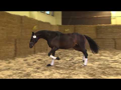 027 049 Goldberg Sir Donnerhall