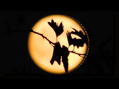 Othon -  Pasha Dume (Forces of Nature Mix) (fan-made video)