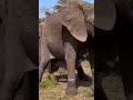 Elephant Giving Birth To Baby Shorts Youtubeshorts Elephant Nature
