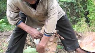 preview picture of video 'Collecting Palm Wine near Kribi, Cameroon'