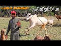 Ladla Ko Azad Kar Diya Runaway MB Vlogs