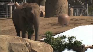Elephant Snow Day