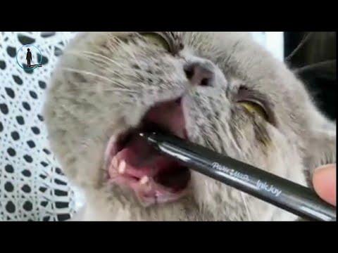 November Funny Cat Videos 🐈 Funny Cat 2018 #bluesky
