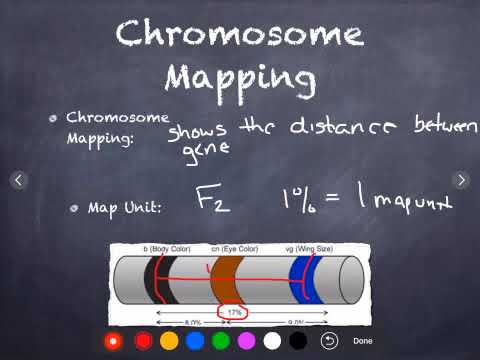 Inheritance Patterns and Human Genetics