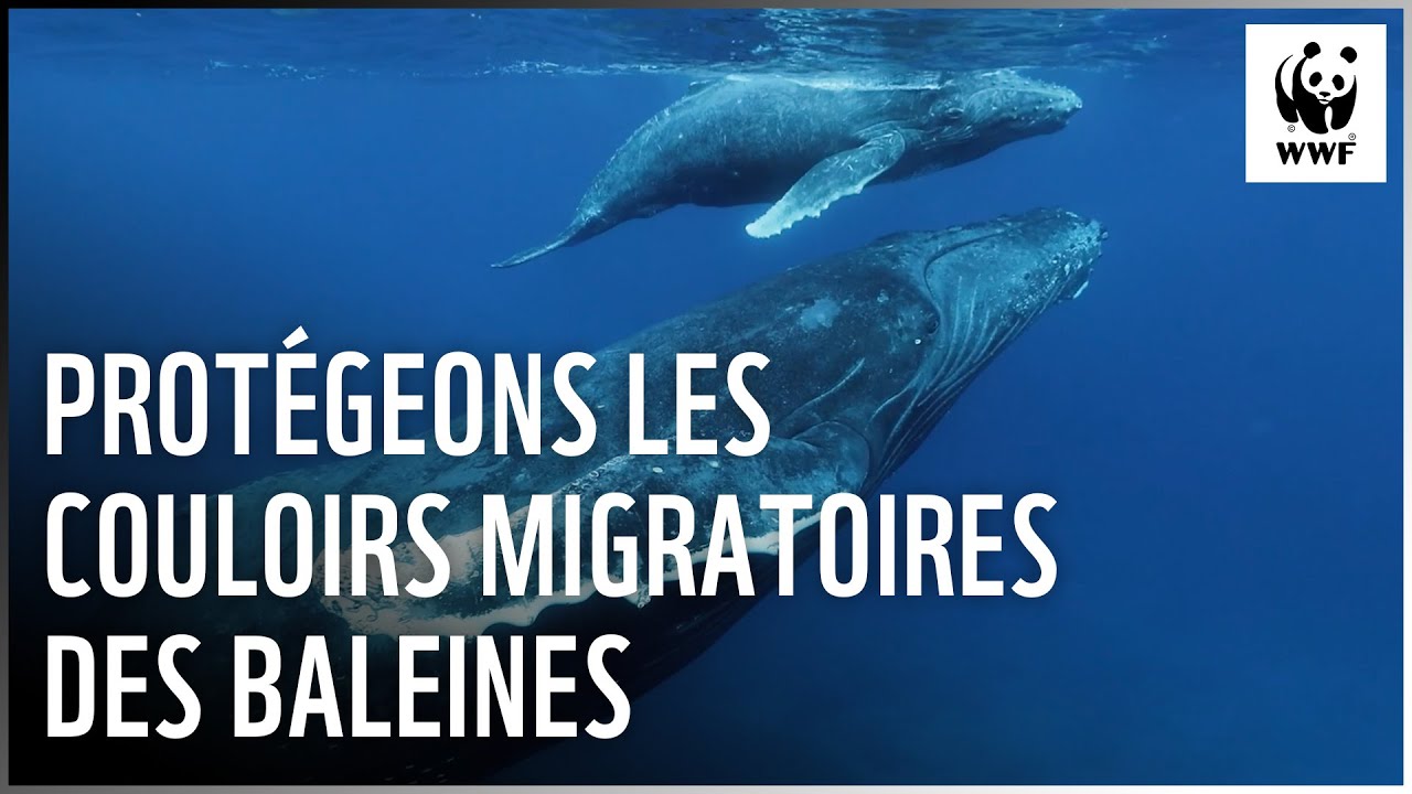Les migrations des baleines comme vous ne les avez jamais vues.