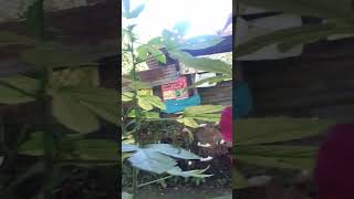 Flor de vino tinto #plantas #parati