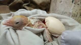 new born chickling - Hatchlings