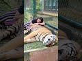 Sher Hamla Kar Deta Mai Toh Dar Gayi Khushigadhvi Shorts Tiger Tigershorts Sher Sherni