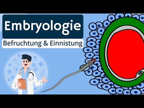 Embryology - fertilization and implantation explained simply