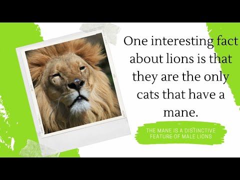 Discover the Fascinating World of Lions | Amazing Facts About These Majestic Creatures