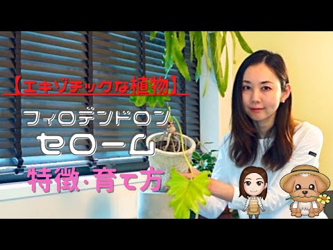 園芸 セロウム フィロデンドロン、セロウム、木のフィロデンドロン