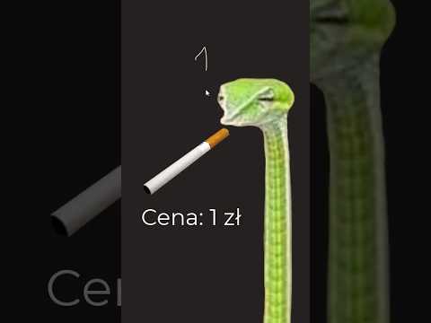 Liczby ujemne na przykładzie szluga w kredo