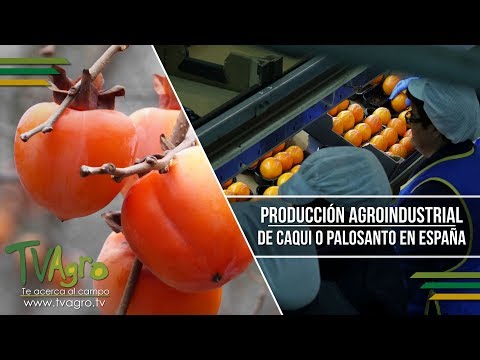 Fotograma del vídeo: Producción Agroindustrial de Caqui o Palosanto en España