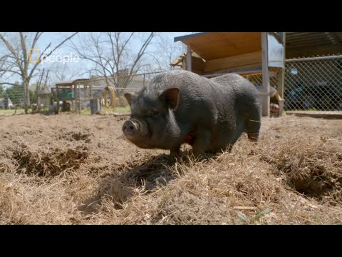 Wietnamska świnia zdemolowała im ogród [Zwierzęcy cudotwórcy]