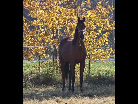 -sold- Quadriga : Dressage aspirant and stallion candidate 2020 by Sir Heinrich