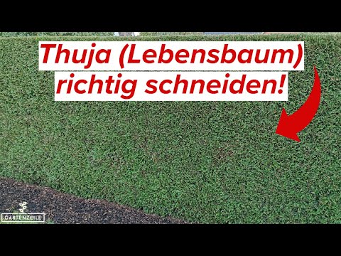 Thuja(hecke) richtig schneiden! Jetzt noch im September/Oktober dringend handeln!