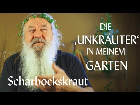 Scharbockskraut