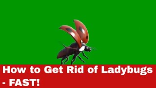 How to Get Rid of Ladybugs - Your Ultimate Home Hack!