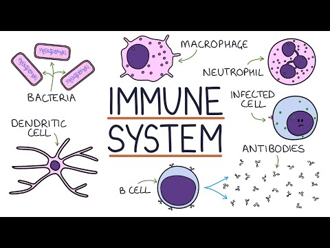 Understanding the Immune System in One Video