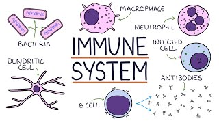 Download Lagu Understanding the Immune System in One Video Thumbnail