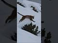 The movement of a lynx swimming through the snow