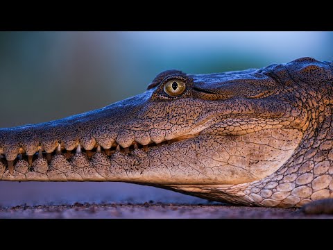 FUJIFILM Fujinon GF 500mm f/5.6 R LM OIS WR