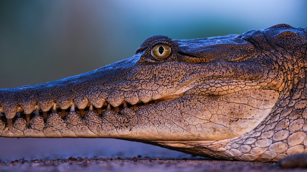 Fujifilm GFX 100S II