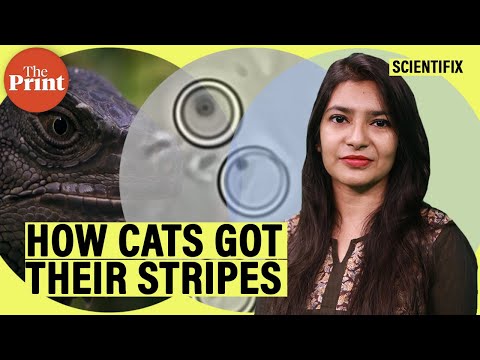 Genes that give tabby cats their stripes decoded