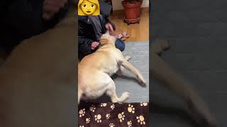 暴れん坊リオ将軍🤣#保護犬 #保護犬との暮らし #dog #dogshorts #ラブラドールレトリバー #labrador #ラブラドール #labradorretriever