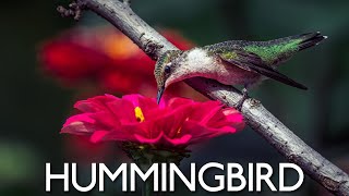 Hummingbird | The Smallest Bird Species | 4K ULTRA HD / 4K TV