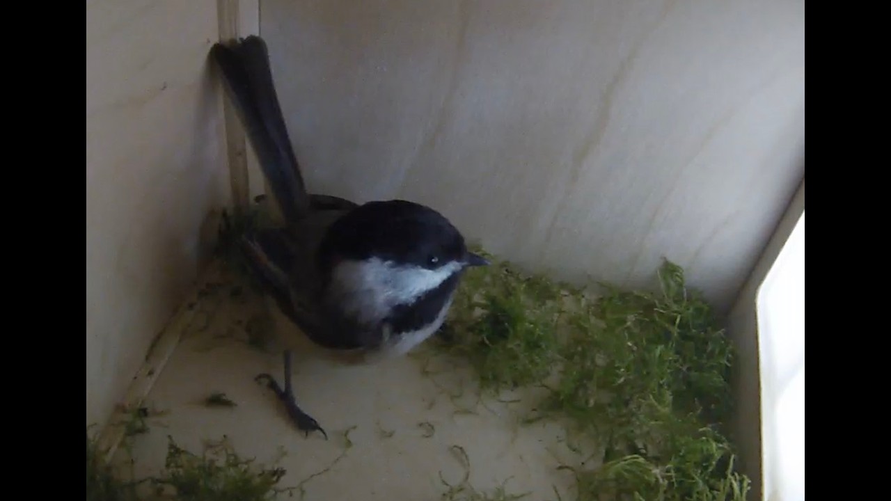 Chickadee Nest Building Continues | Days 2 & 3 Birdhouse Cam