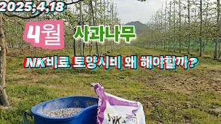 (4월) 사과나무에 어떤 비료를 토양시비 해야 할까?