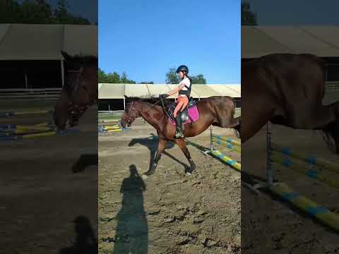 Linea con albicocca❤️❤️❤️ #showjumping #albicocca #bravissima #horselover #horse #horsejumping