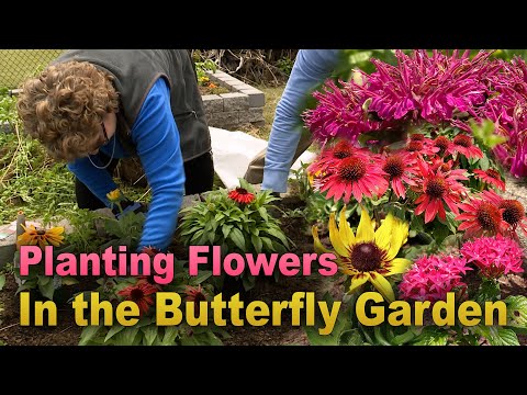 Planting Coneflower, Beebalm, and Black-Eyed Susan in the Butterfly Garden