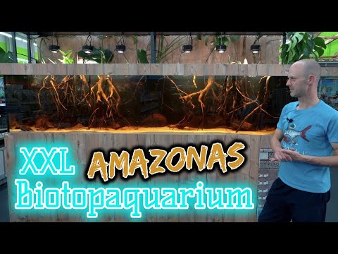XXL Amazonas Biotop-Aquarium - 1260 Liter Schauaquarium | Schwarzwasser | Skalare & Salmler
