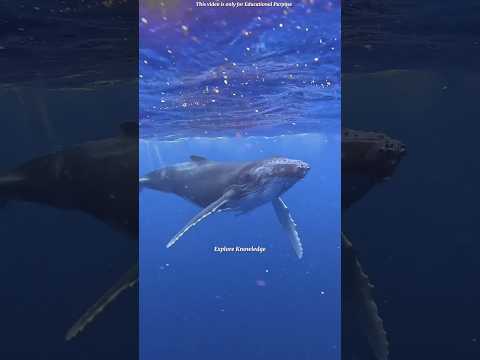 This whale drinks  80,000 liters of water at once 🐋😱 #nature #wildlife #facts #didyouknow #hindi